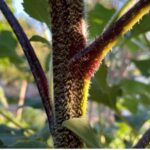 Closeup of sunflower stalk