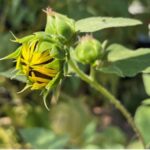 Closeup of sunflower bud