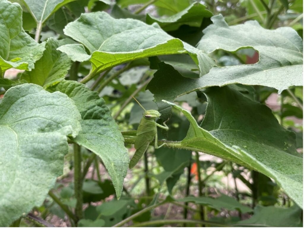 A green grasshopper hides in the sunflower leaves