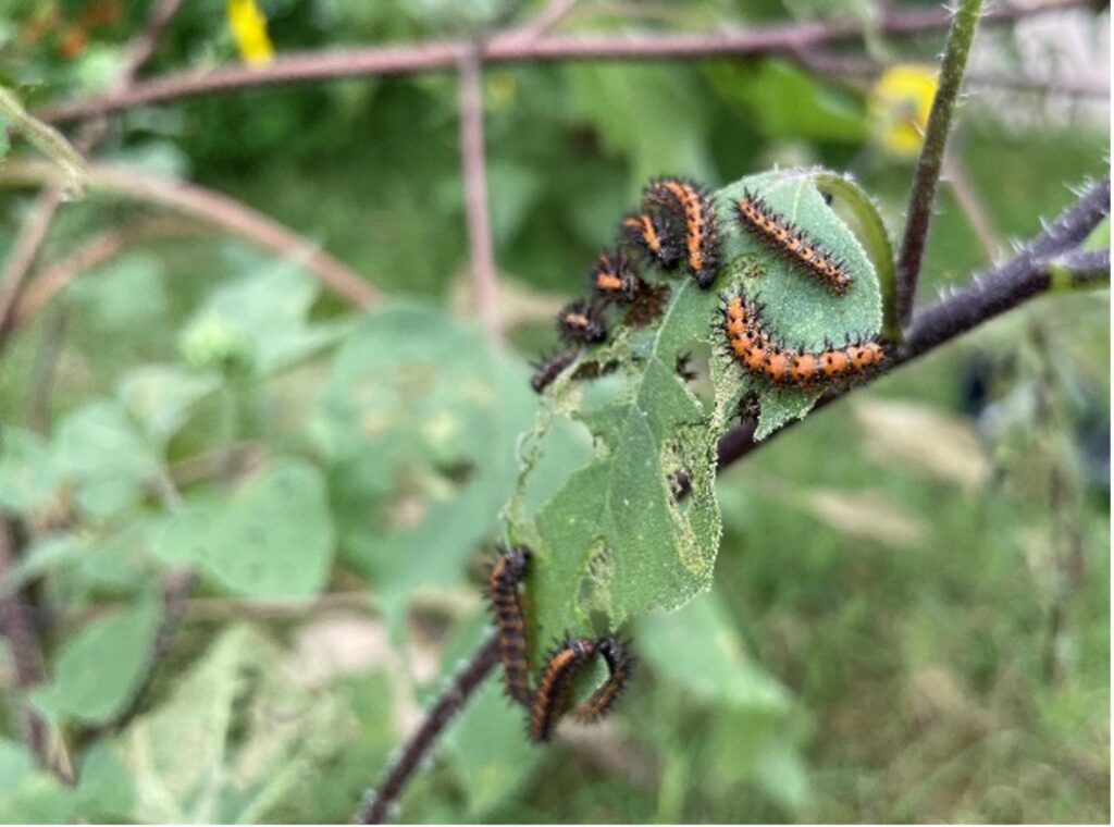 caterpillars eating sunflower leaves