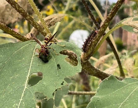 caterpillars eating sunflower leaves