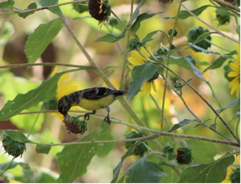 A bird perched in between stalks