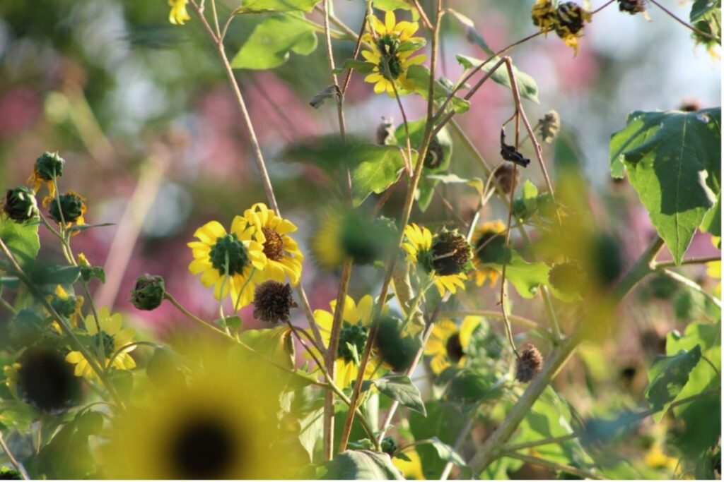 Sunflowers