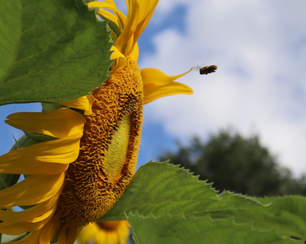 A bee approaches a sunflower