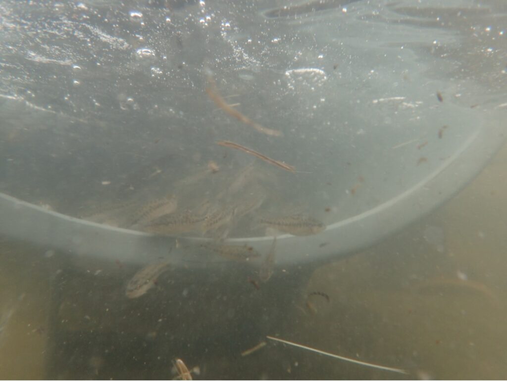 Small fishes collected in a net
