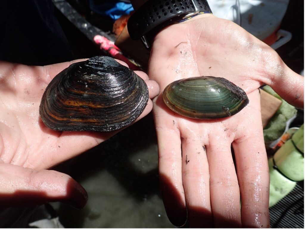Pimpleback Mussel and Paper pondshell