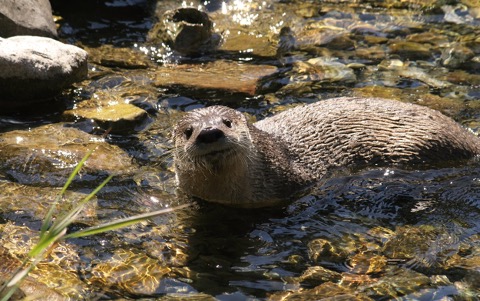River Otter