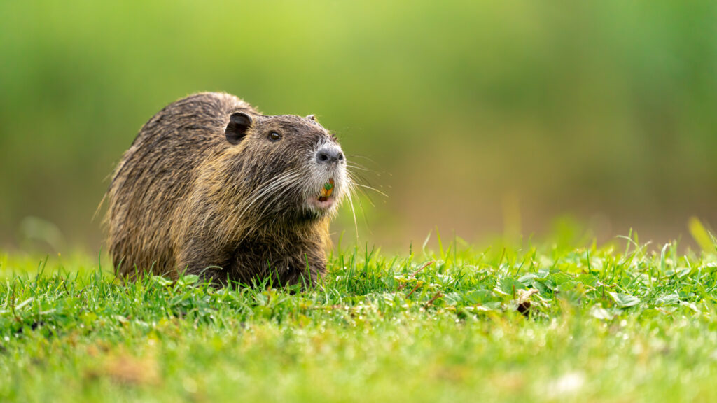 Nutria