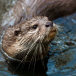 A curious river otter in the river