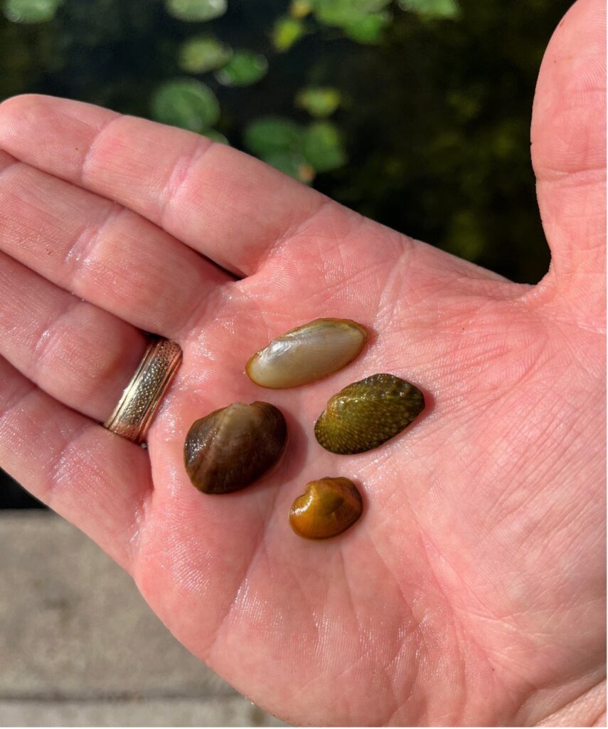 Four different mussel organisms in a hand palm