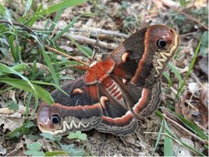 An adult Cecropia Moth