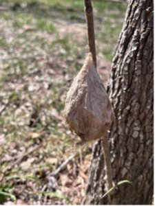 A cocoon.