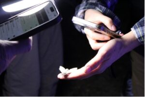 A hand holds a phone to observe a fly.