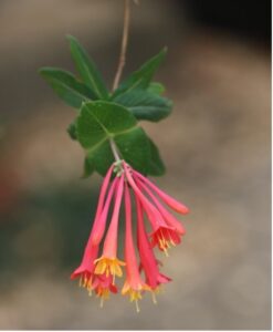 Coral Honeysuckle