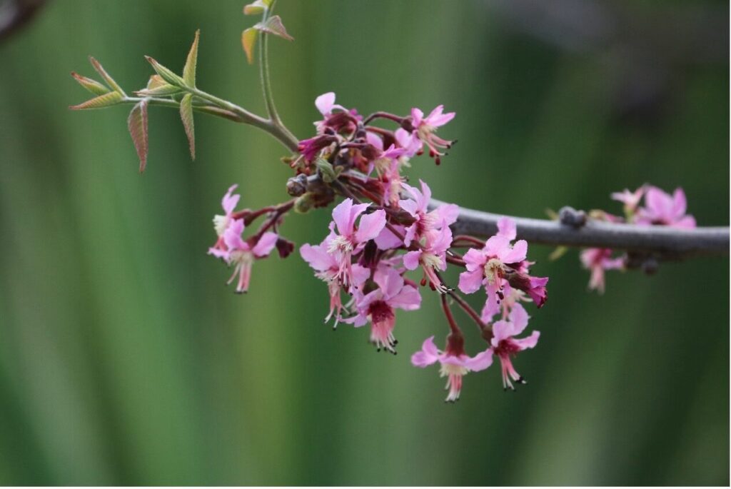 Mexican Buckeye