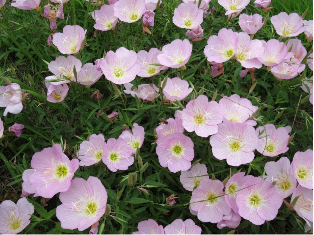 Pink Evening Primrose