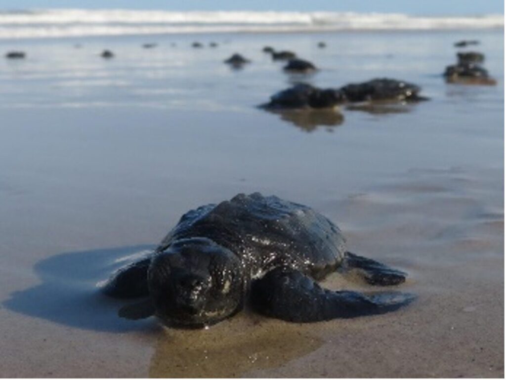 Sea Turtle Hatchling