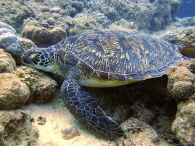 Green sea turtle