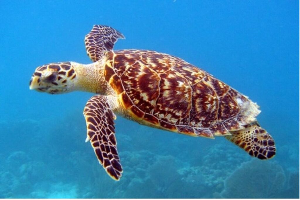 Hawksbill Sea turtle