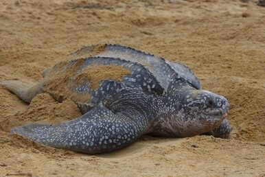 Leatherback Sea Turtle