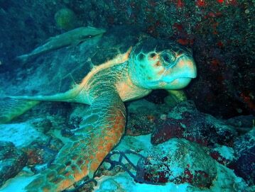 Loggerhead Sea Turtle