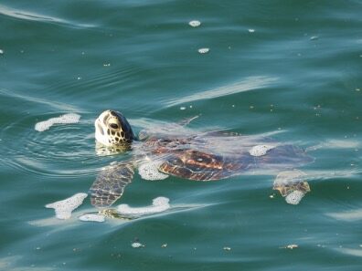 Sal Scibetta Sea Turtle