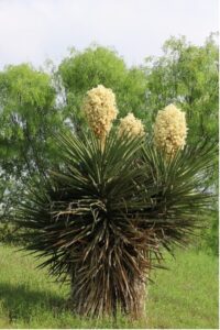 Spanish Dagger