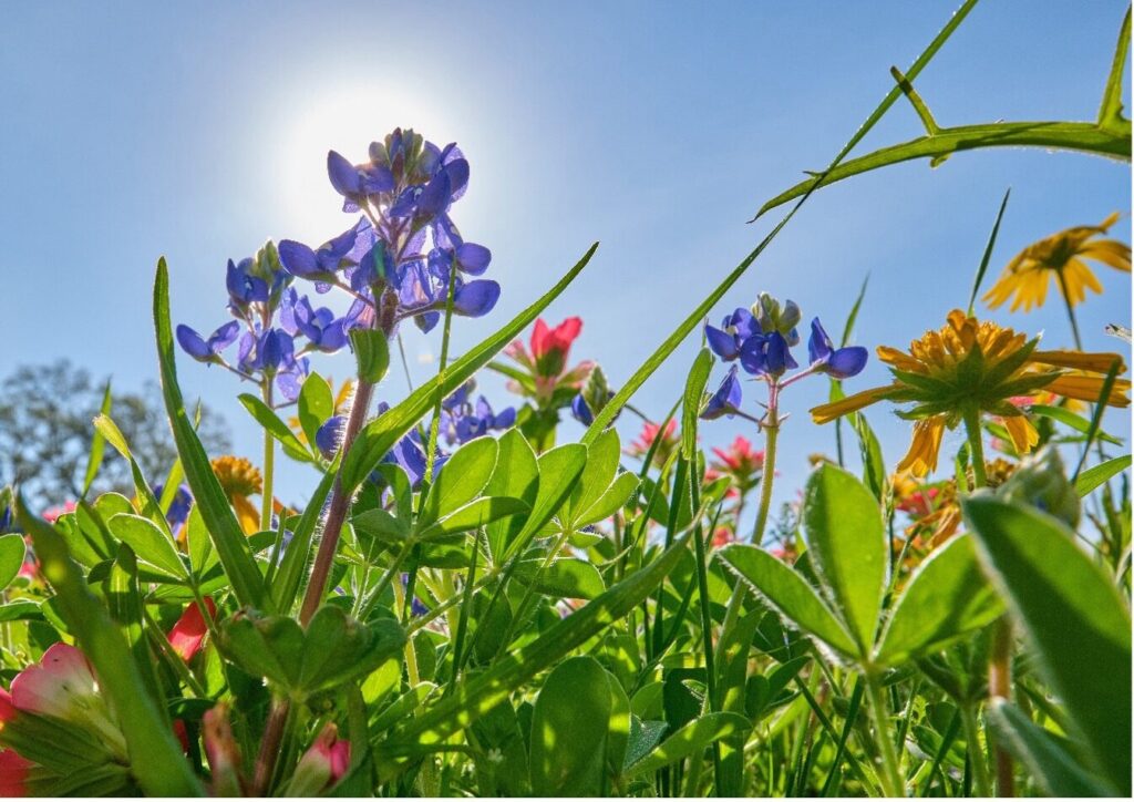 Wildflowers