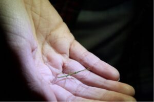 A hand holds a stickbug
