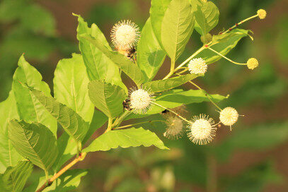 Buttonbush plant