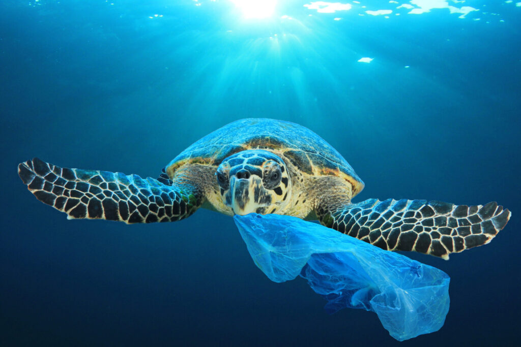 Sea turtle with plastic bag in its mouth