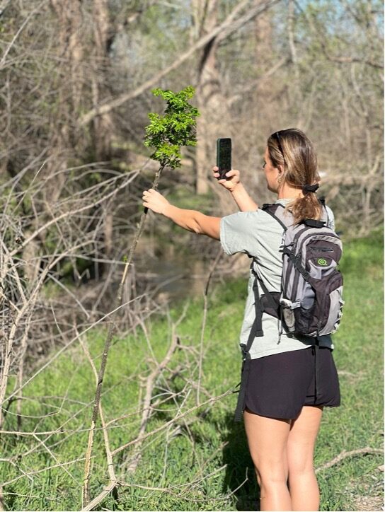 A woman holds a tree branch and takes a picture of the branch with her phone.