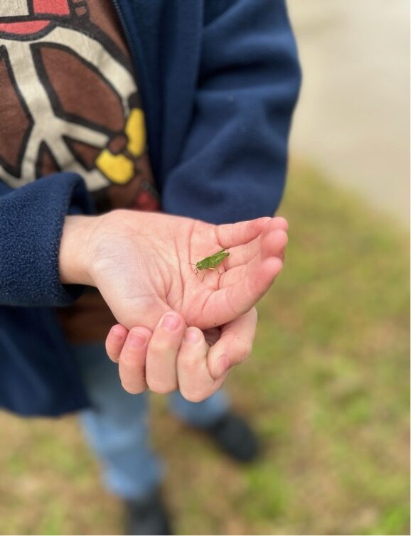 A child holds a grasshopper in its hands.