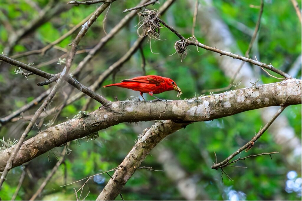 Summer Tanager bird