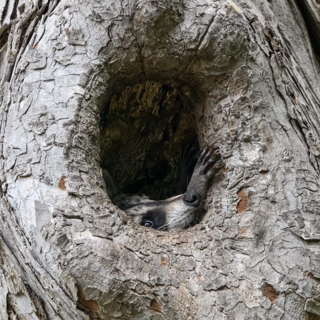A raccoon in a tree