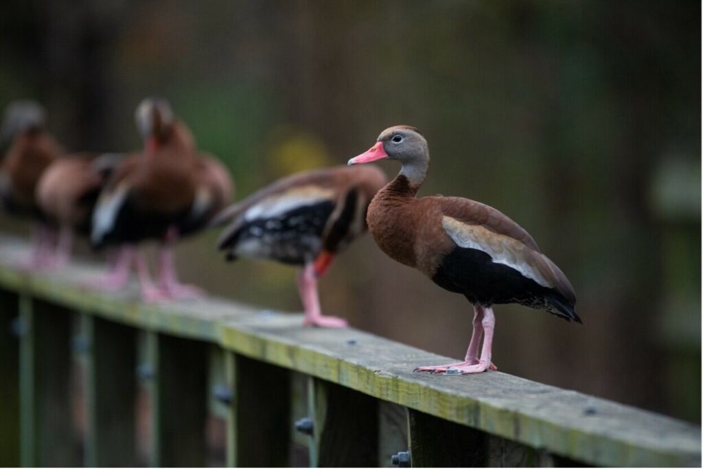 Whistling ducks on a ledge