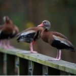 Whistling ducks on a ledge