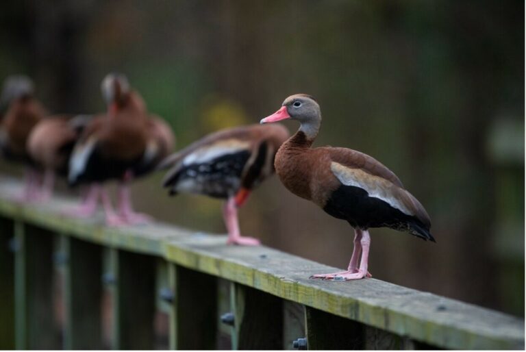 Whistling ducks on a ledge