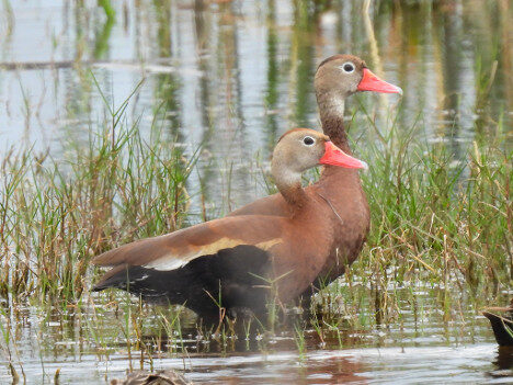 Two Whistling Ducks in the riverbed