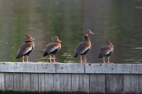Whistling Ducks sitting on a ledge