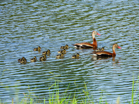 A family of whistling ducks in the river