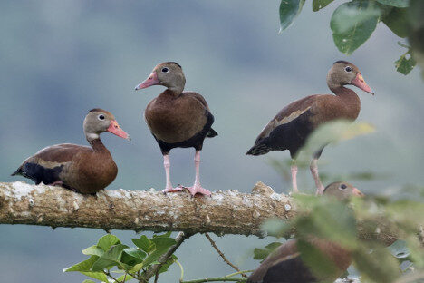Whistling ducks perched on a tree branch