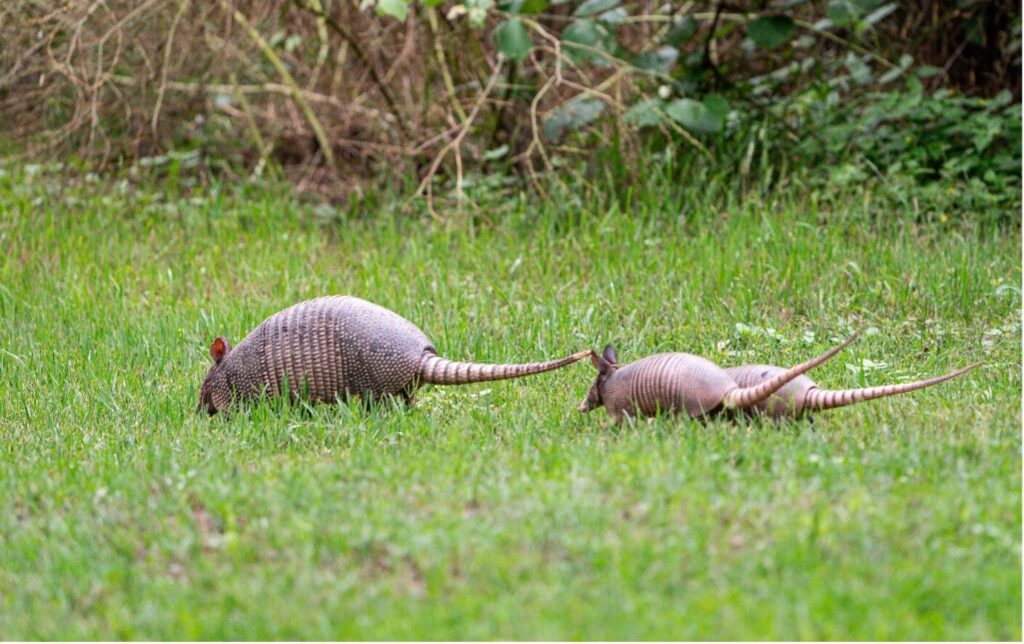 Three Armadillos walk through a grassy field