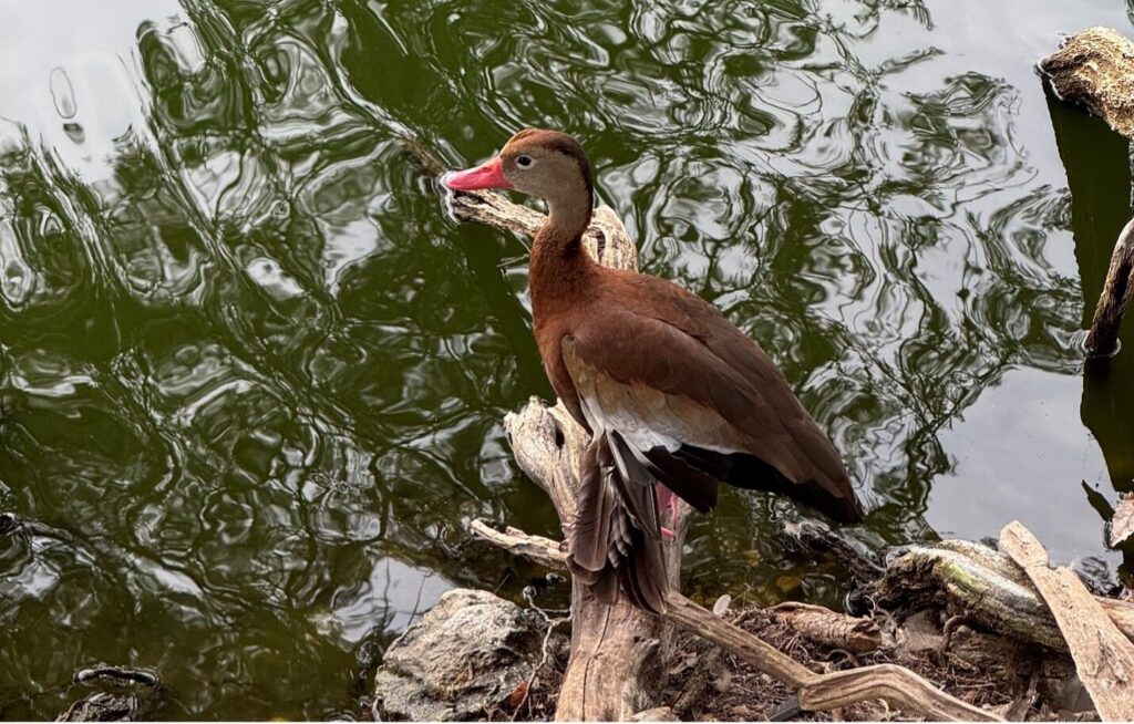 Black bellied whistling duck overlooks the river.