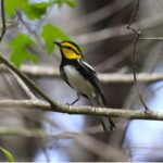 Golden-cheeked Warbler