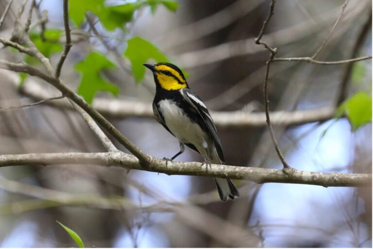 Golden-cheeked Warbler