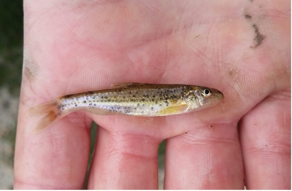 Burrhead Chub