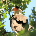 Crested Caracara