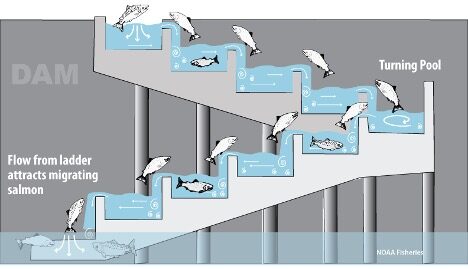 Graphic showing an example of a fish ladder