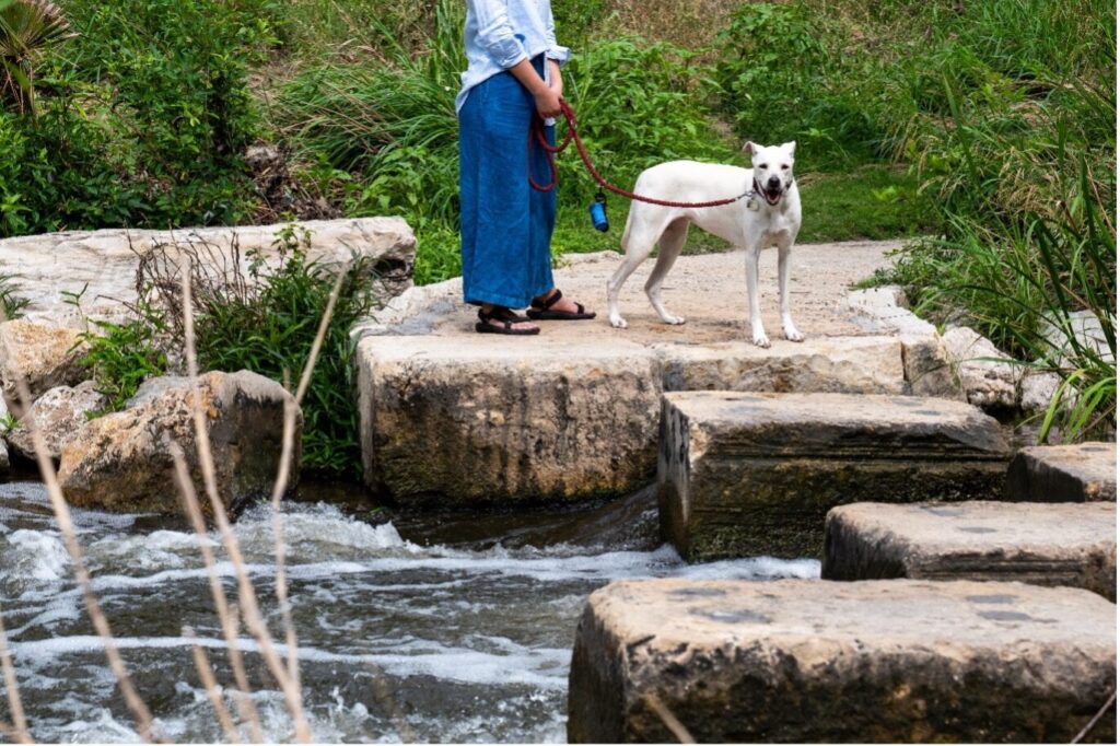 A woman holds the leash of a large dog next to the river bank